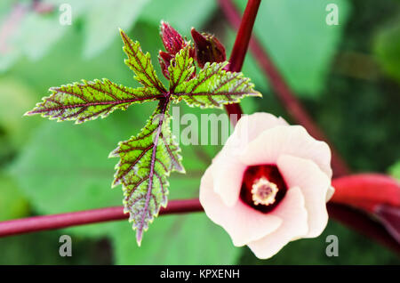 Foglie verdi della Giamaica Sorrel Foto Stock