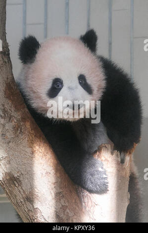 Nuova panda gigante cub Xiang Xiang rende pubblico il debutto a Tokyo lo Zoo di Ueno su dicembre 18, 2017, Tokyo, Giappone. Il Governatore di Tokyo Yuriko Koike ha partecipato ad una cerimonia di presentazione per lo Zoo di Ueno la nuova panda femmina cub Xiang Xiang che è nato il 12 giugno 2017. Xiang Xiang, il che significa ''fragranza o popolare" in cinese, è la quinta cub per essere nato nel giardino zoologico e sarà mostrata al pubblico a partire dicembre 19. Credito: Rodrigo Reyes Marin/AFLO/Alamy Live News Foto Stock