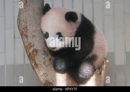 Nuova panda gigante cub Xiang Xiang rende pubblico il debutto a Tokyo lo Zoo di Ueno su dicembre 18, 2017, Tokyo, Giappone. Il Governatore di Tokyo Yuriko Koike ha partecipato ad una cerimonia di presentazione per lo Zoo di Ueno la nuova panda femmina cub Xiang Xiang che è nato il 12 giugno 2017. Xiang Xiang, il che significa ''fragranza o popolare" in cinese, è la quinta cub per essere nato nel giardino zoologico e sarà mostrata al pubblico a partire dicembre 19. Credito: Rodrigo Reyes Marin/AFLO/Alamy Live News Foto Stock