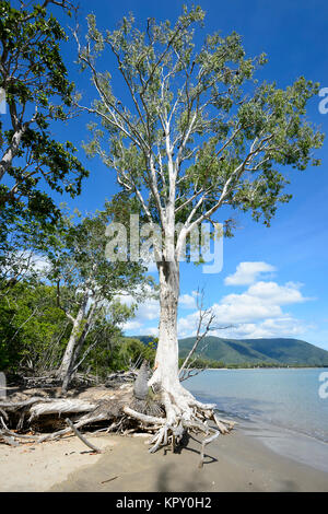 Erosione costiera esposto le radici di questo albero Paperbark (Melaleuca), Kewarra Beach, estremo Nord Queensland, FNQ, QLD, Australia Foto Stock