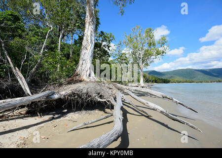 Erosione costiera esposto le radici di questo albero Paperbark (Melaleuca), Kewarra Beach, estremo Nord Queensland, FNQ, QLD, Australia Foto Stock