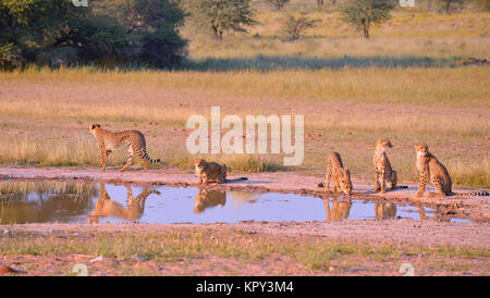 Il Kgalagadi parco transfrontaliero tra il Sud Africa e il Botswana è il primo terra deserta per la visualizzazione di fauna selvatica in aperta. Ghepardo famiglia al waterhole. Foto Stock