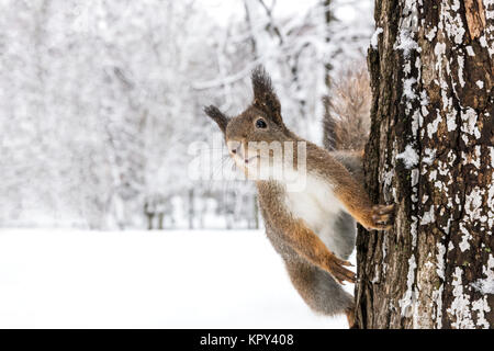 Funny scoiattolo rosso si siede sul gambo di albero in winter park in cerca di cibo Foto Stock