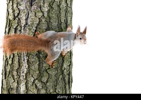 Curioso scoiattolo rosso con il soffice pelliccia si siede sul tronco di albero e cerca di cibo Foto Stock