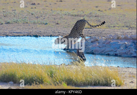 Il Kgalagadi parco transfrontaliero tra il Sud Africa e il Botswana è il primo terra deserta per la visualizzazione di fauna selvatica in aperta. Ghepardo famiglia al waterhole. Foto Stock