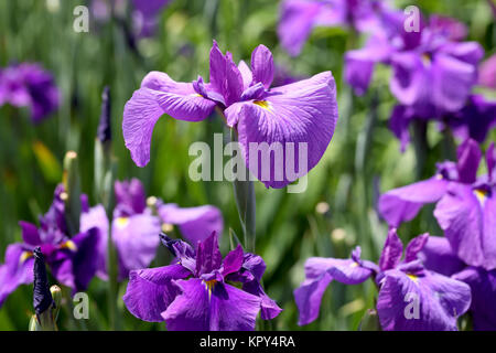 Iris fiore sul letto di fiori Foto Stock