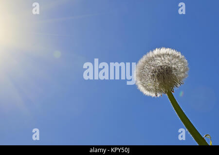 Dente di leone bianco oltre il cielo azzurro e sole Foto Stock