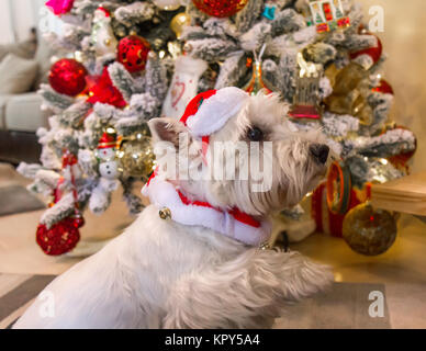 Decorate West Highland White Terrier cane nella parte anteriore dell albero di Natale Foto Stock