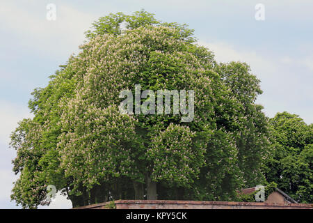 fiore cavallo-castagno aesculus hippocastanum Foto Stock