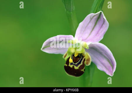Unico fiore bee orchid ophrys apifera in close-up Foto Stock