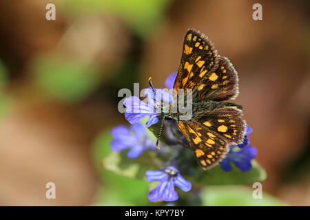 Skipper a scacchi carterocephalus palaemon seduto su gÃ¼nsel Foto Stock