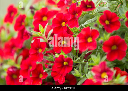 Red milioni di campane fiore Foto Stock