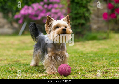 Carino piccolo giocoso Yorkshire terrier Foto Stock