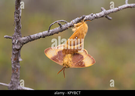 Oak eggar moth coniugata Foto Stock