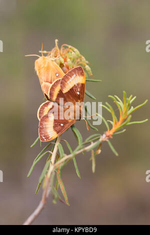 Oak eggar moth coniugata Foto Stock