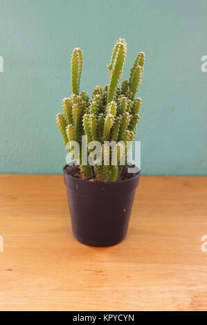 Piccolo cactus in vaso Foto Stock