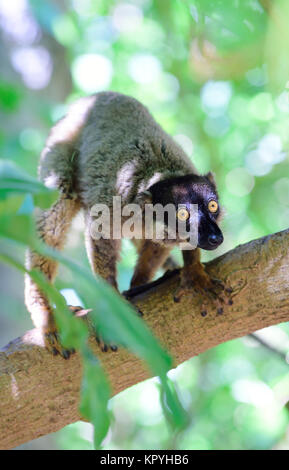 Comune lemure marrone (il Eulemur fulvus), Tanikely parco nazionale, Nosy Tanikely, Madagascar Foto Stock