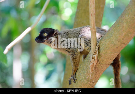 Comune lemure marrone (il Eulemur fulvus), Tanikely parco nazionale, Nosy Tanikely, Madagascar Foto Stock