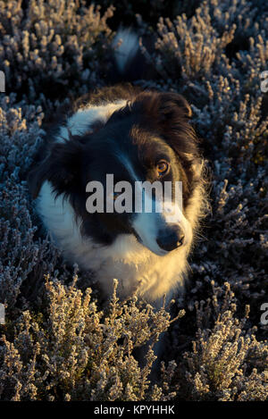 Border Collie in frosted heather in un freddo inverno mattina nel Peak District, Derbyshire, in Inghilterra. Foto Stock