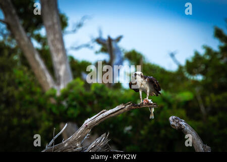 Florida Osprey appollaiato su un ramo di mangiare un pesce dal Golfo del Messico Pandion haliaetus Foto Stock