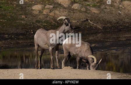 Grandi pecore del corno Foto Stock