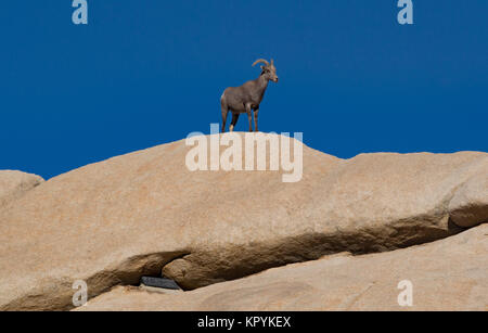 Grandi pecore del corno Foto Stock