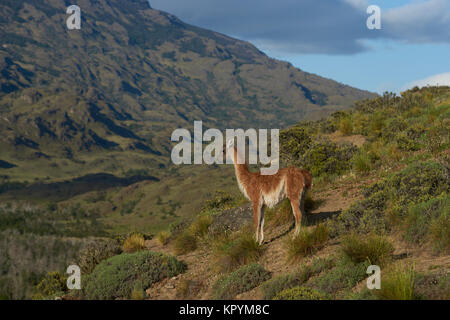 Guanaco (Lama guanicoe) permanente sulla cima di una collina nella valle Chacabuco, Patagonia settentrionale, Cile. Foto Stock