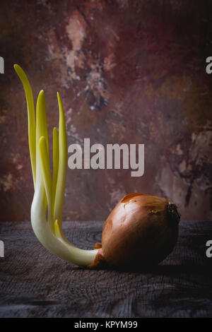 Cipolla germogliati su un vecchio e rustico tavolo in legno Foto Stock