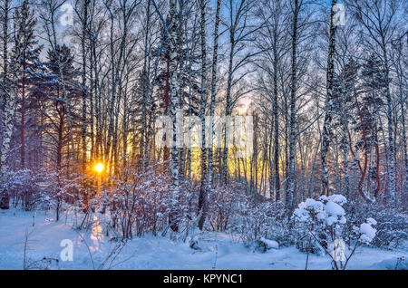 Tramonto in inverno in legno di betulla. Luce del sole rosa tra white tronchi di betulle, snowy pini e cespugli - fiaba della Foresta di inverno Foto Stock