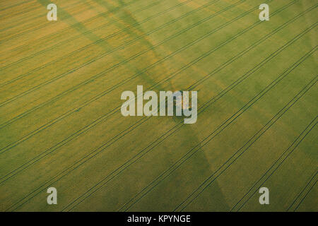 Vista aerea della struttura ad albero solitario in mezzo al verde campo di grano con i cingoli del trattore attraversando il campo Foto Stock