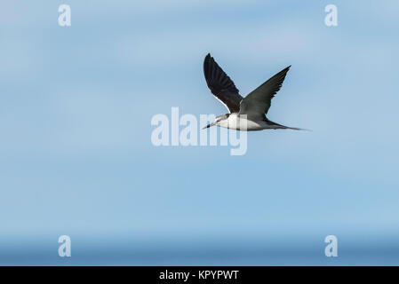 Imbrigliati Tern (Onychoprion anaethetus antarcticus) in volo Foto Stock