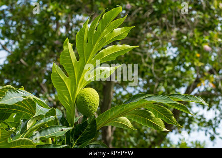 L'albero del pane (Artocarpus altilis), Moraceae Foto Stock