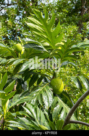 L'albero del pane (Artocarpus altilis), Moraceae Foto Stock