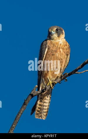 Australian Hobby (Falco longipennis) gara 'murchisonianus'. Il lago di Cohen nel deserto di Gibson, Australia occidentale, Australia Foto Stock