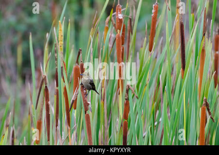 Brown Bird, noto come pardal, semplicemente appoggiata Foto Stock