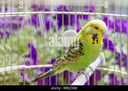 Pappagallo in una gabbia Foto Stock