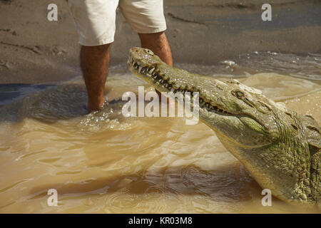 Dettaglio del coccodrillo con gambe umane in background Foto Stock