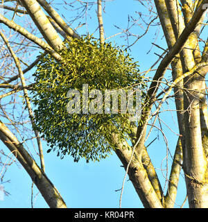 Close up mazzo di vischio attaccato ad alto ramo di albero maturo in inizio inverno dove host tree ha perso la maggior parte delle sue foglie Essex England Regno Unito Foto Stock