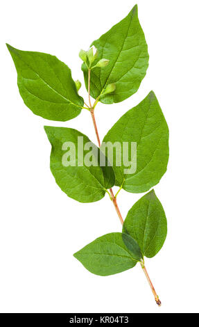 Rametto di Caprifoglio Arbusto con foglie di colore verde Foto Stock