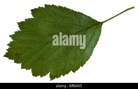 Foglia verde di Crataegus ( biancospino) isolato Foto Stock