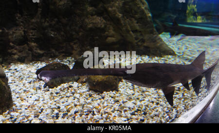 Grandi sawfish, noto anche come carpentiere shark e altri pesci che nuotano in un grande acquario. Sawfish in acquario Foto Stock