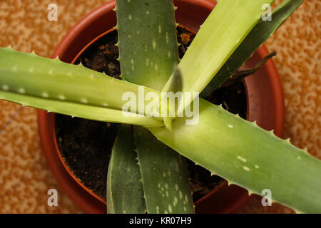 Aloe vera dalla vista sopra lo sfondo Foto Stock