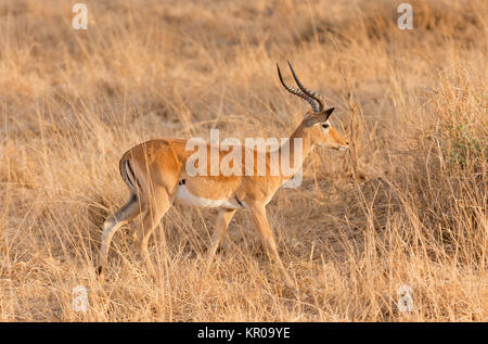 Primo piano della Impala (nome scientifico: Aepyceros melampus, o "WALA pala' in Swaheli) nel Parco Nazionale di Tarangire e, Tanzania Foto Stock