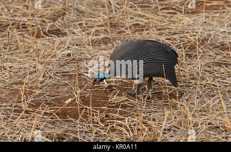 Helmeted Faraone (Numida meleagris) alimentazione Foto Stock