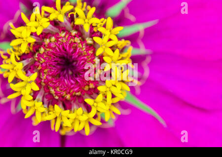 Macro carpel giallo su petali di rosa Foto Stock