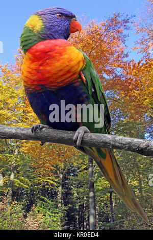 Colorato gebirgslori trichoglossus haematodus moluccanus Foto Stock