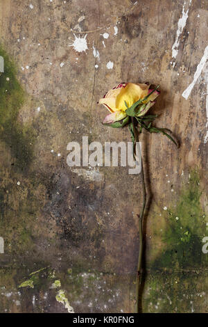 Single rose appassite su sfondo di legno Foto Stock