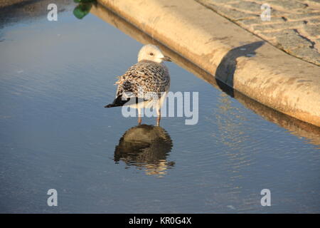 Synchnant Pass Foto Stock