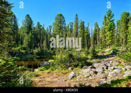 La Taiga paesaggio nel piccolo lago nel pomeriggio di giugno. Il Parco di natura Ergaki. Regione di Krasnoyarsk. La Russia Foto Stock