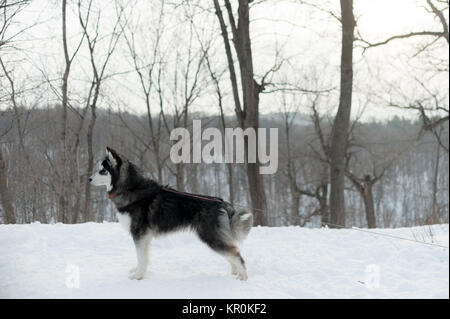 Husky al guinzaglio, in inverno nella neve nella foresta Foto Stock